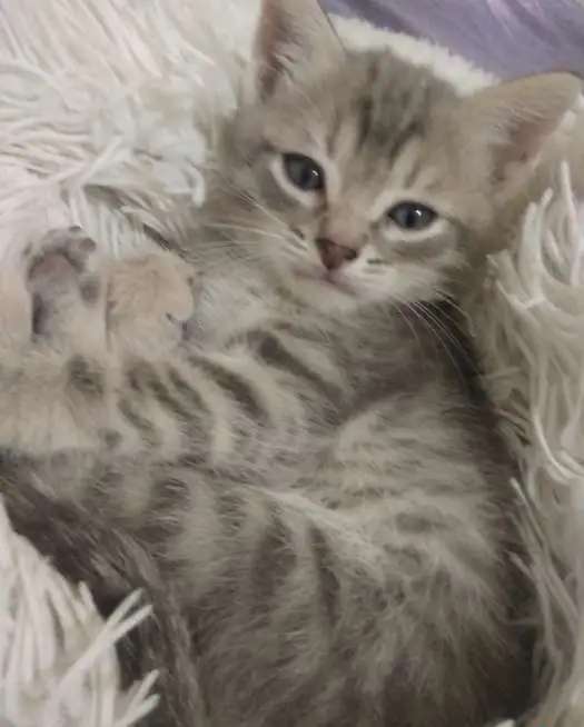 Котята