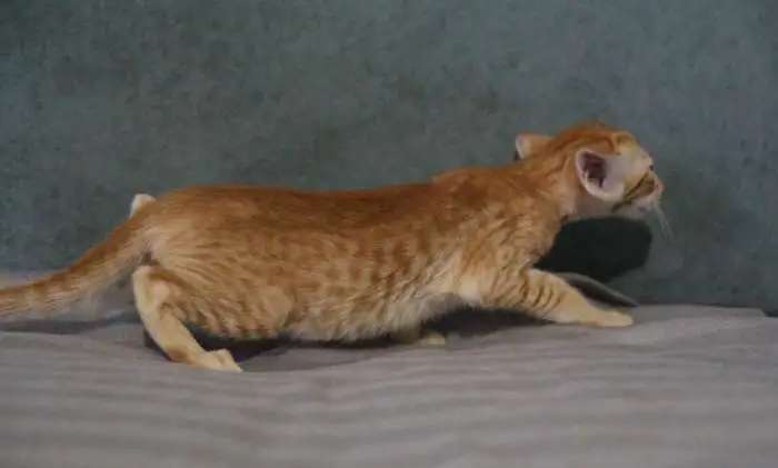 Котята ориенталы