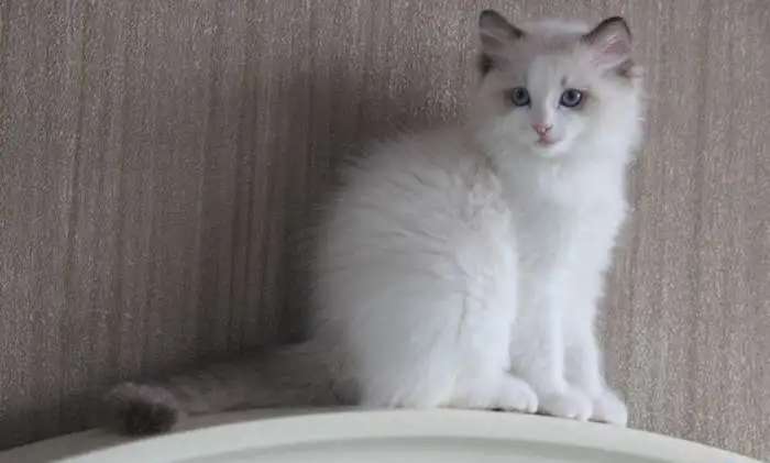 Котята породы рэгдолл на продажу