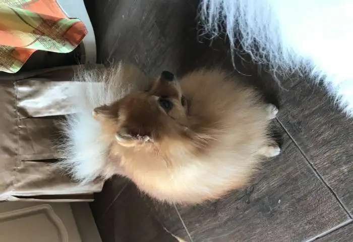 Вязка с рыжим лисом
