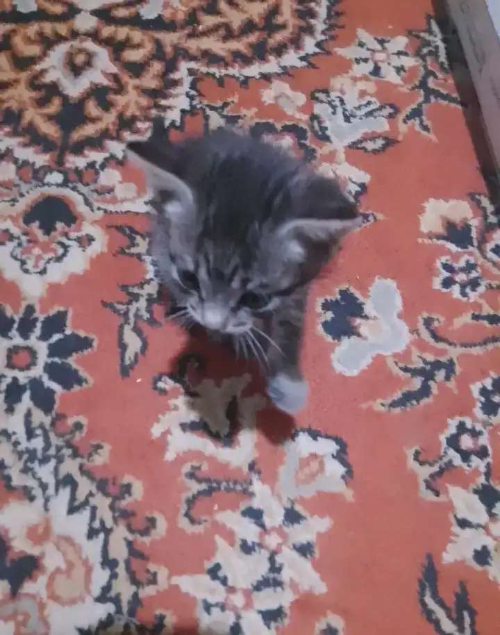 Отдам котят в добрые руки