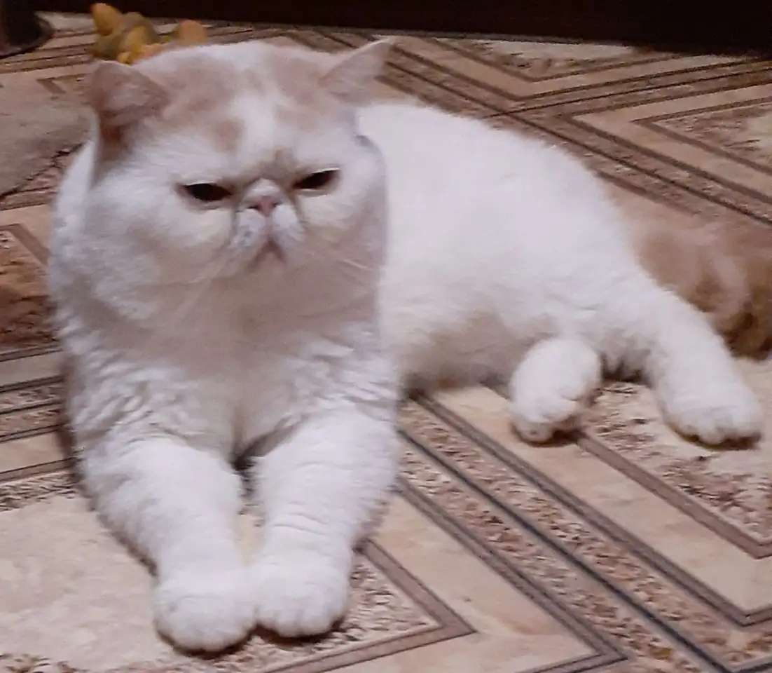 Экзотические коты вязка