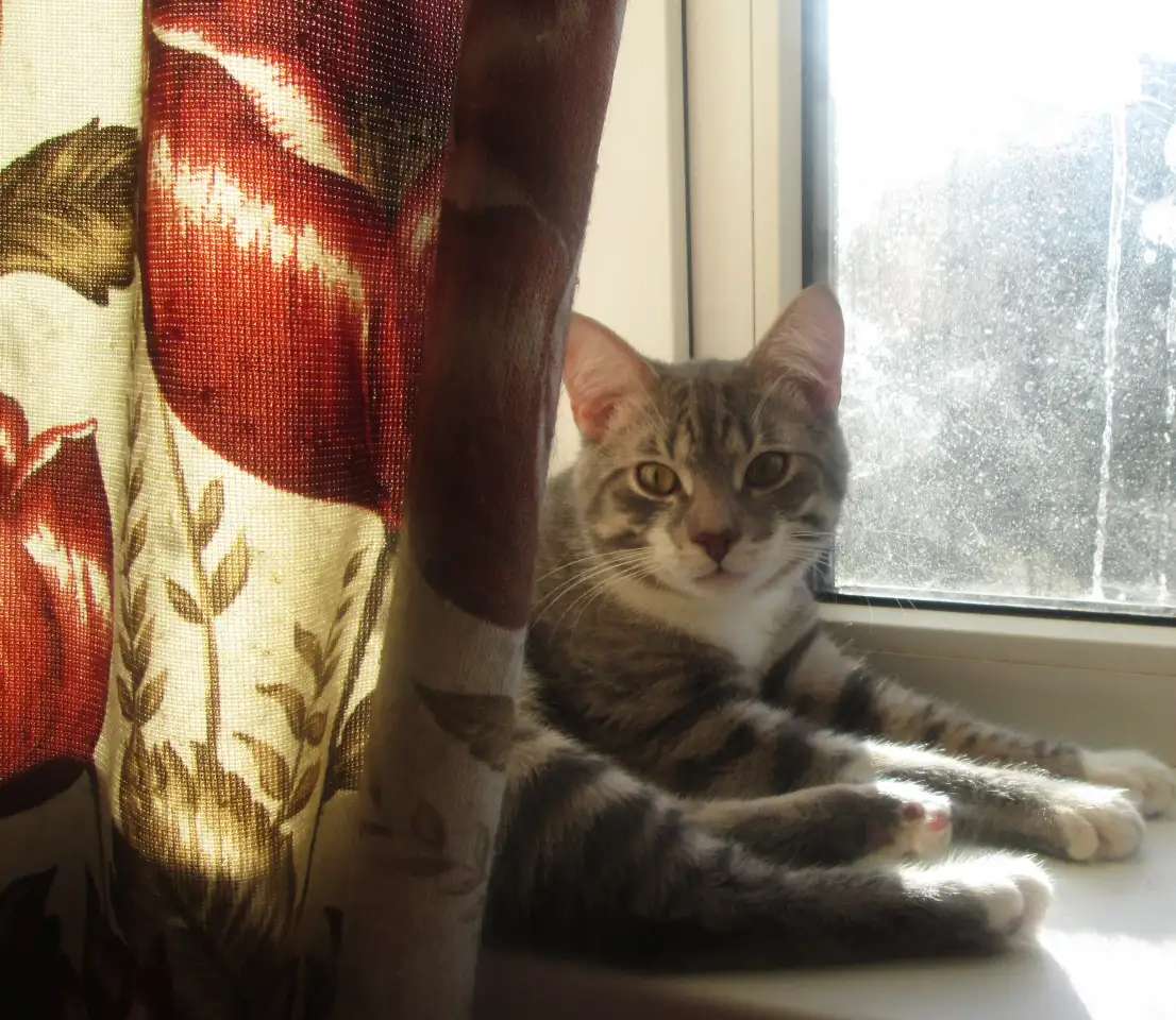 Кот