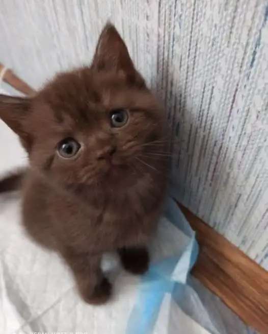 Шотландские прямоухие котята