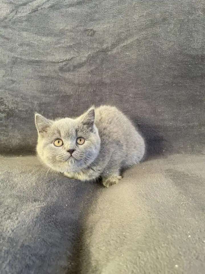 Британский котенок девочка