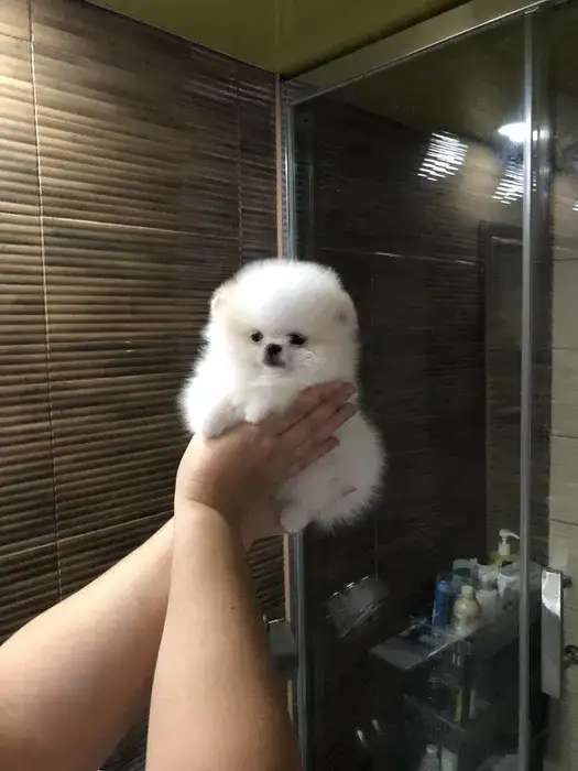 Щеночки чистокровного шпица