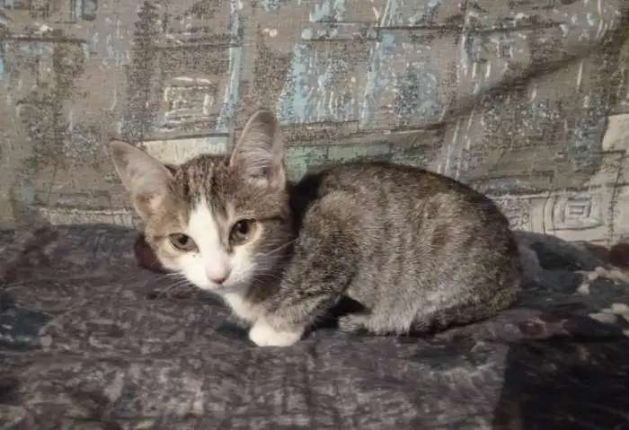 отдам котят