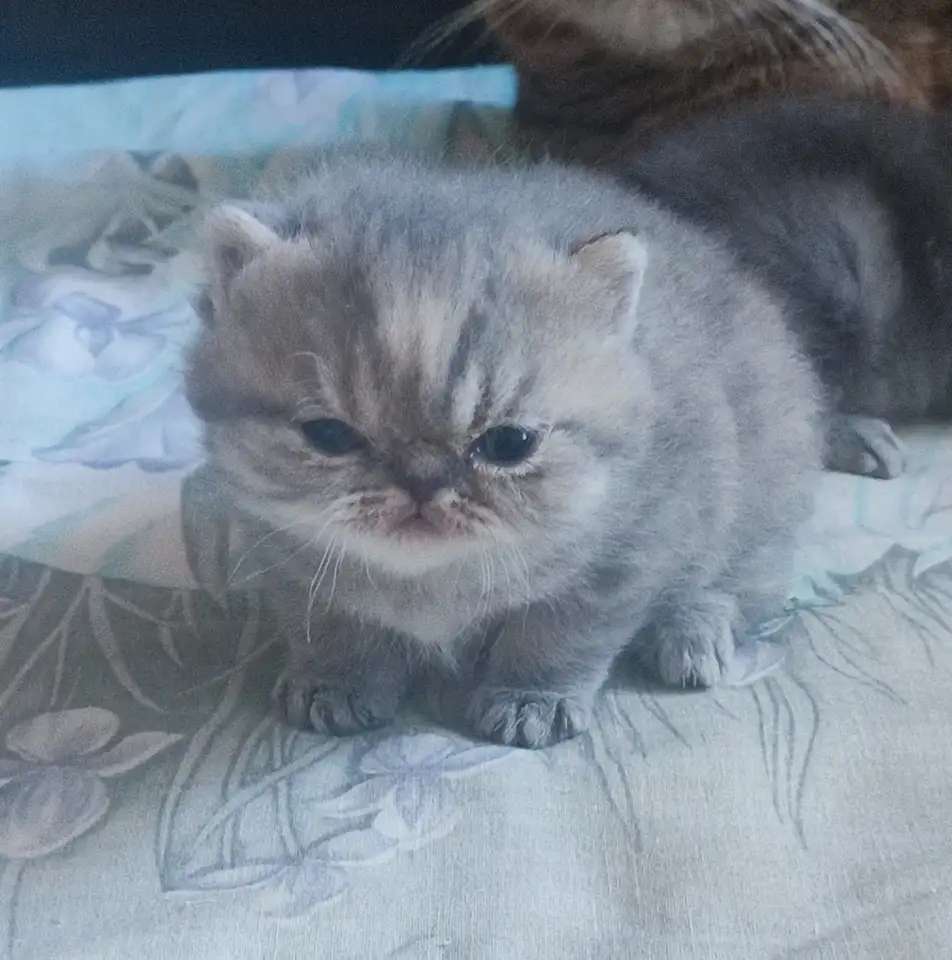 Экзотические котята