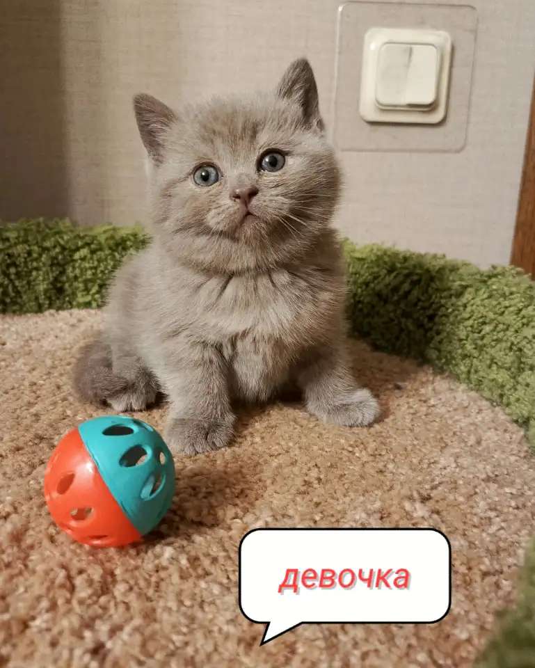 Изумительный британский котенок Симона