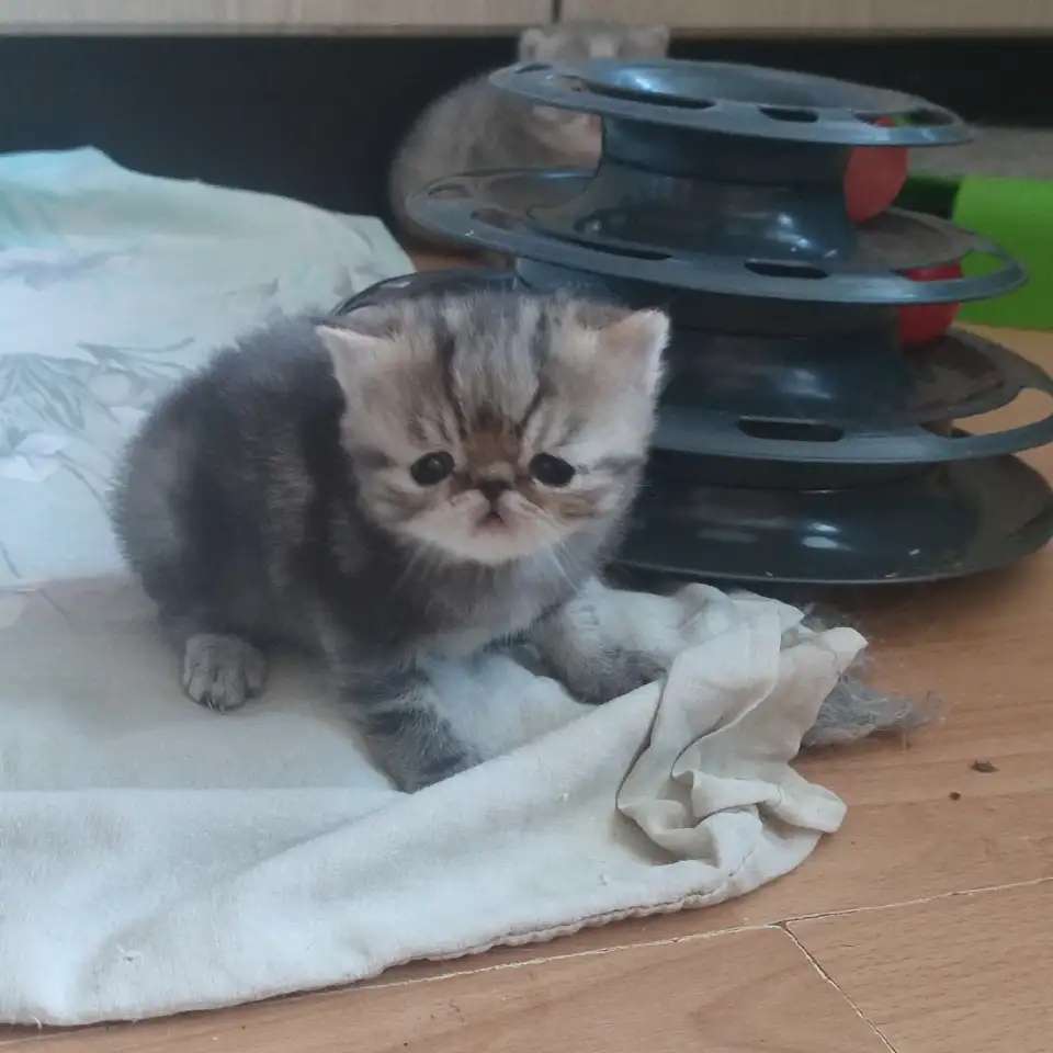 Экзотические котята