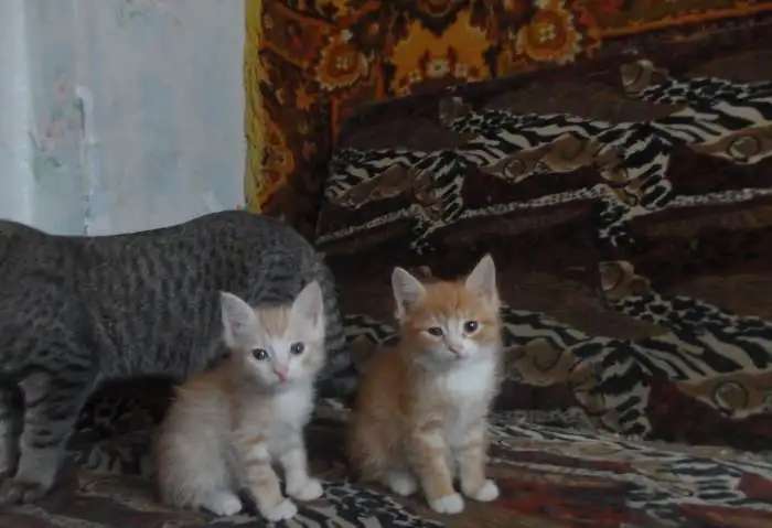 отдам котят