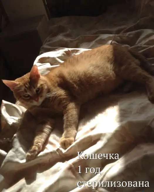 Кошки ищут дом