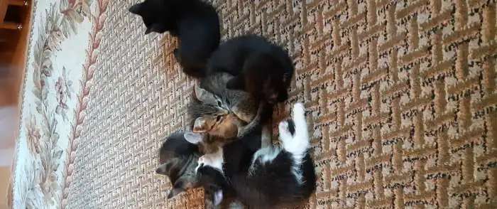 Котята