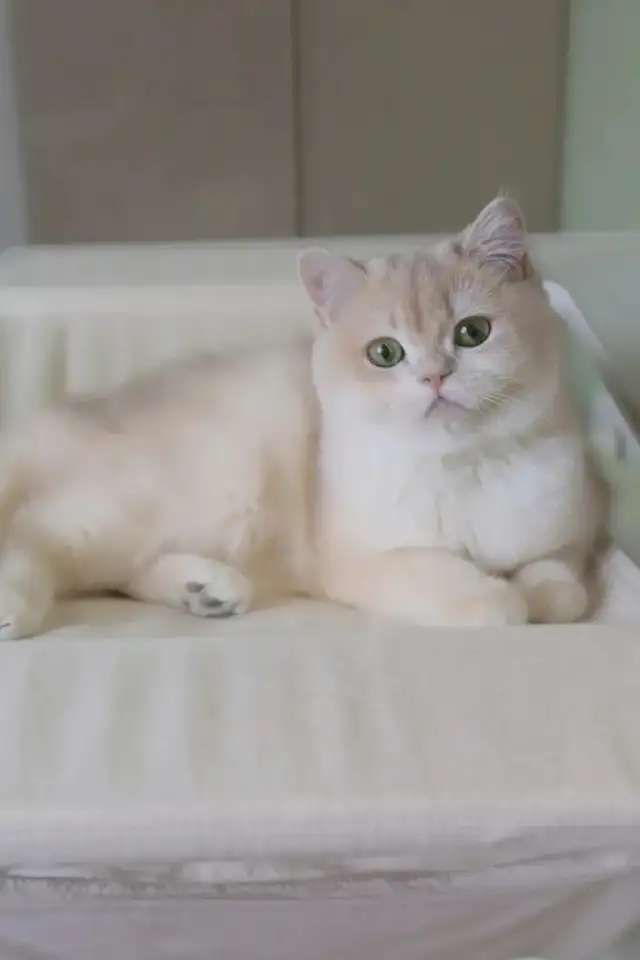 Британские котята