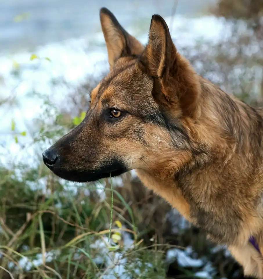 Дива ищет Дом!