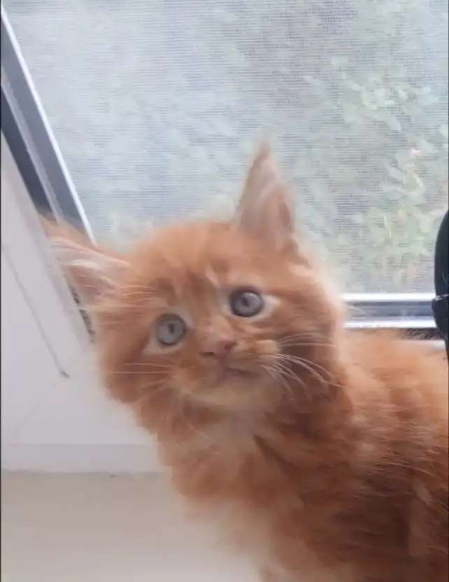Мейн-кунята