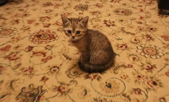 Чистокровная кошечка