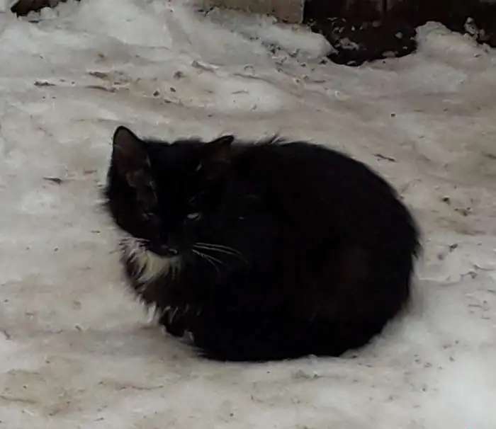 Отдам даром 3 котят