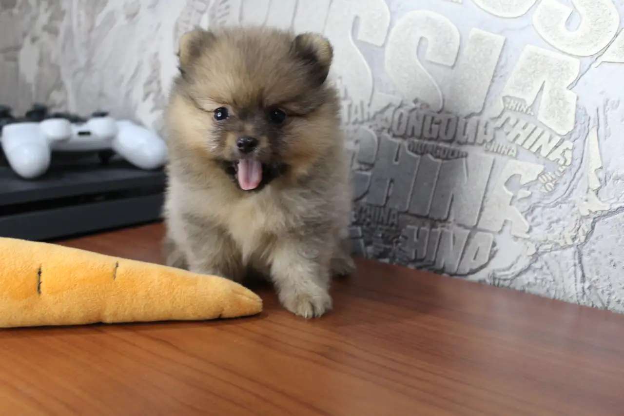 Шпицы медвежата