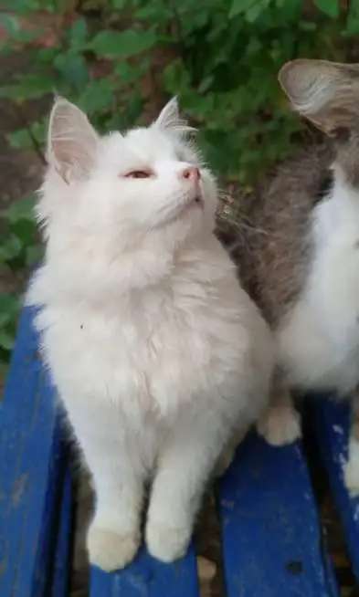 Отдам в добрые руки
