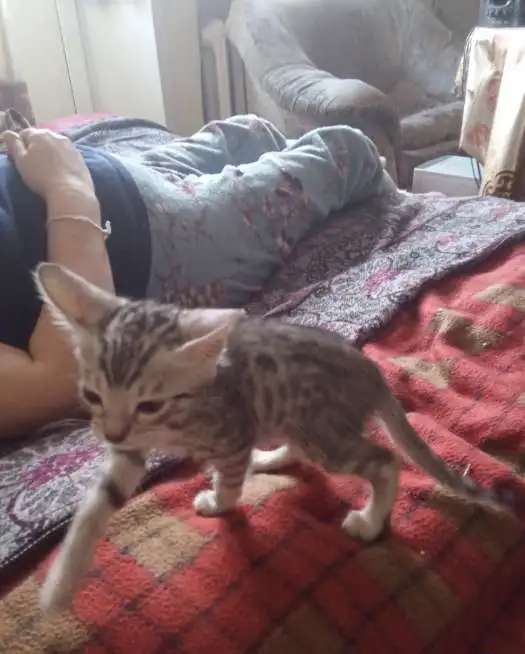 Бенгальские котята