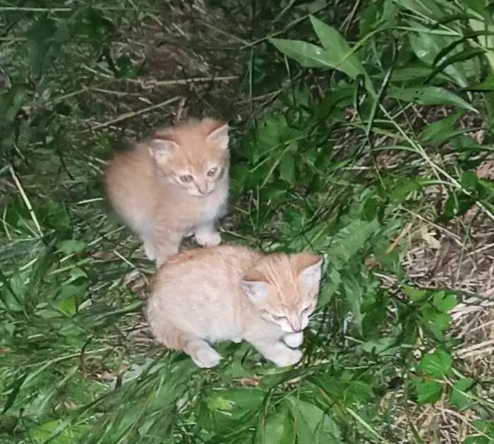 Котята ищут дом!!!
