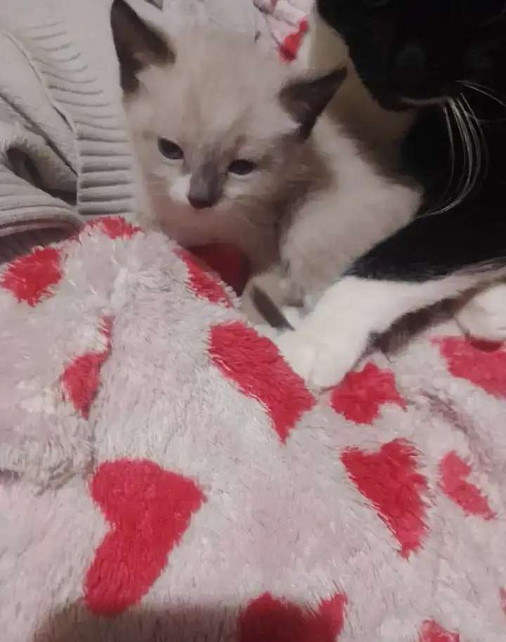 Отдам котят в добрые руки