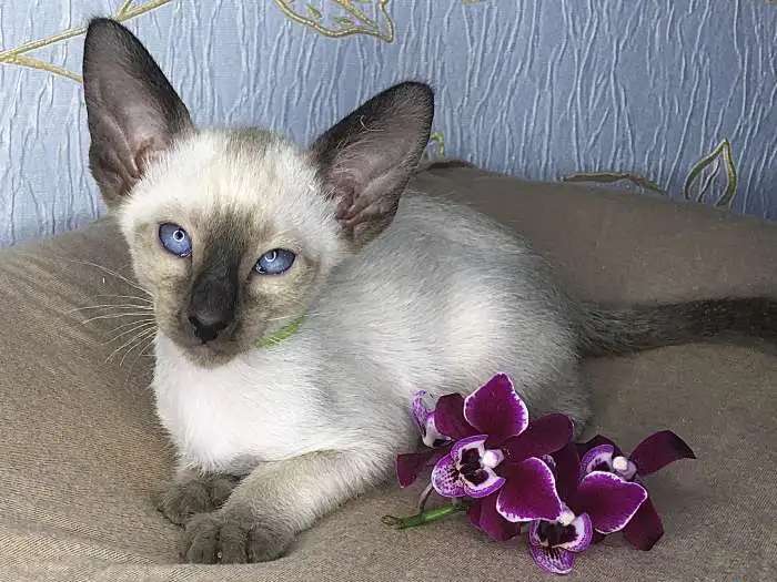 Ориентальные котята