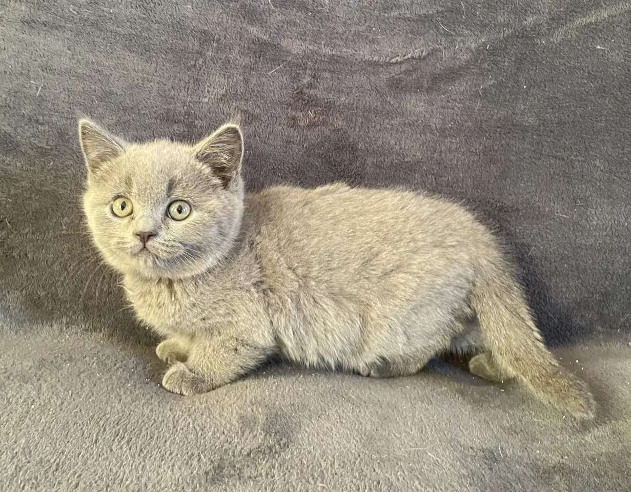 Британский котенок девочка