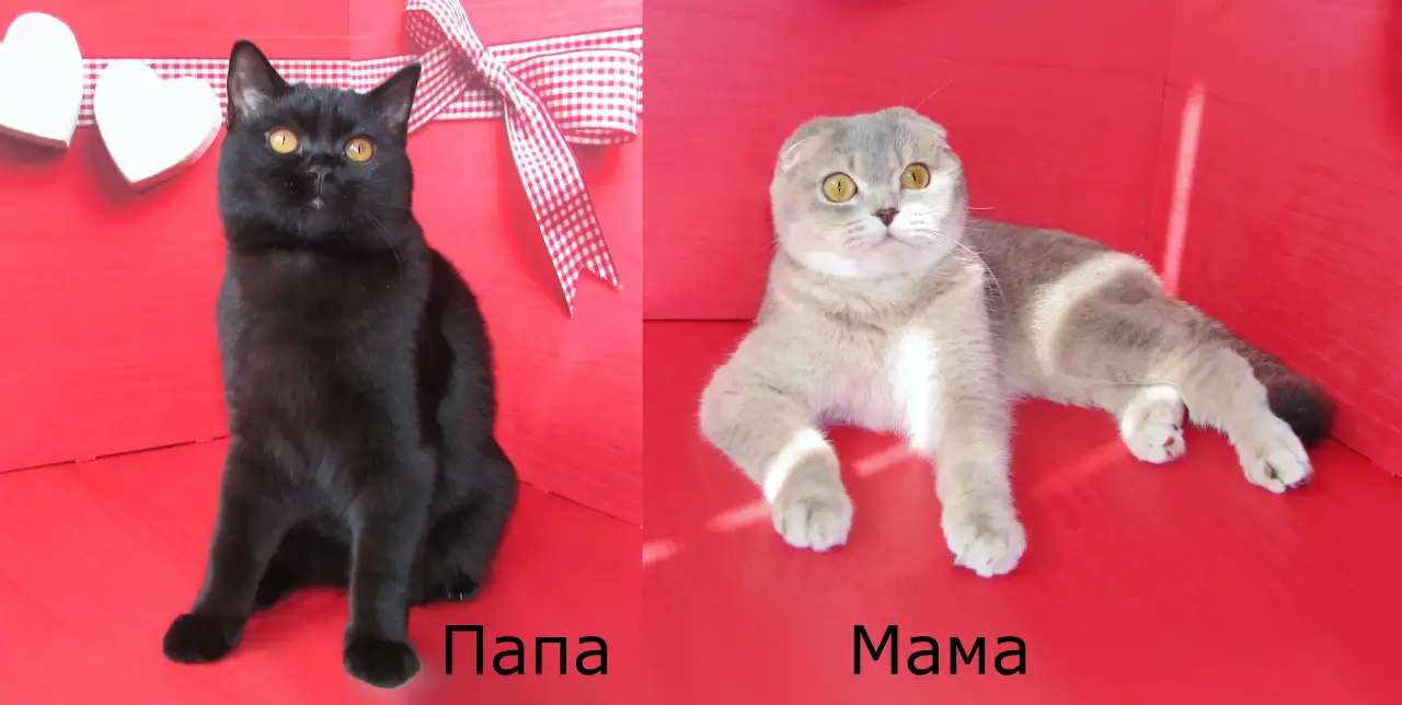 Шотландские котята из питомника