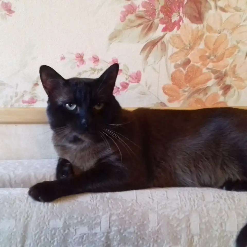 Бурманский котик.