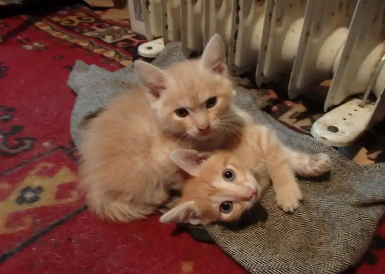 Отдам котят