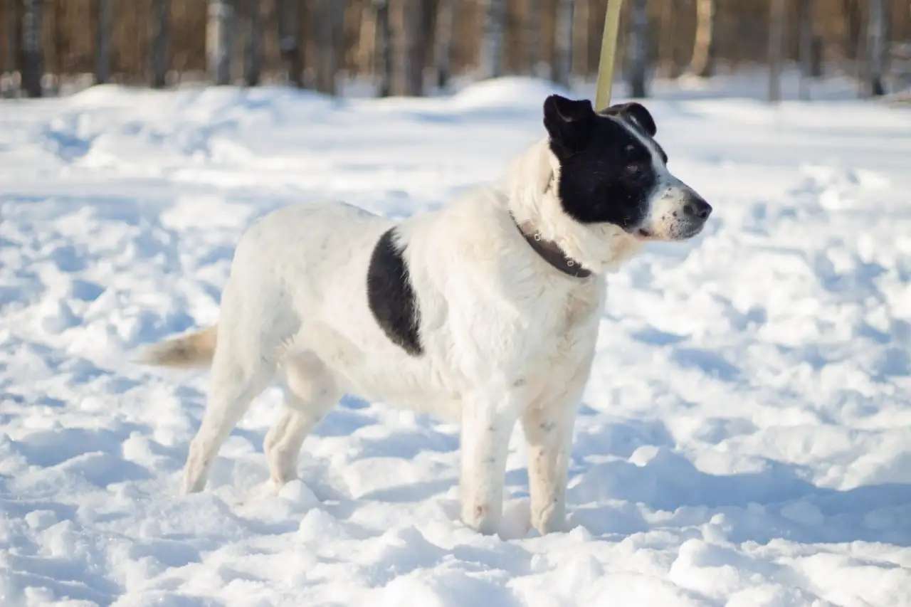 Замечательный песик Бим в дар