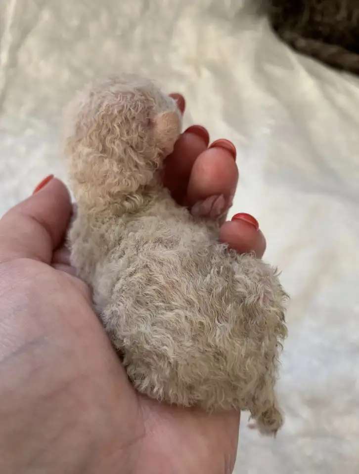 Корниш рекс котята
