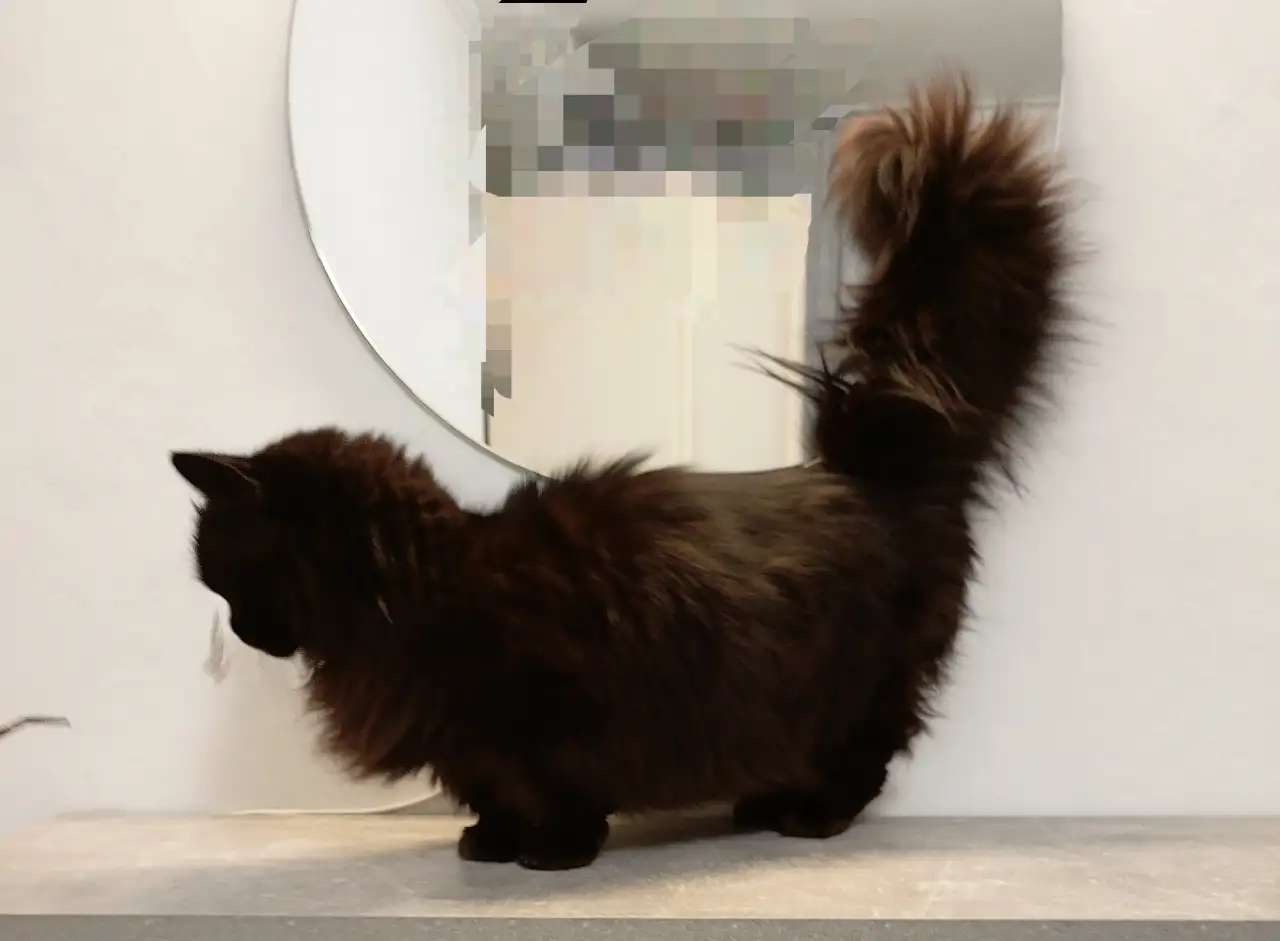 Кошка манчкин