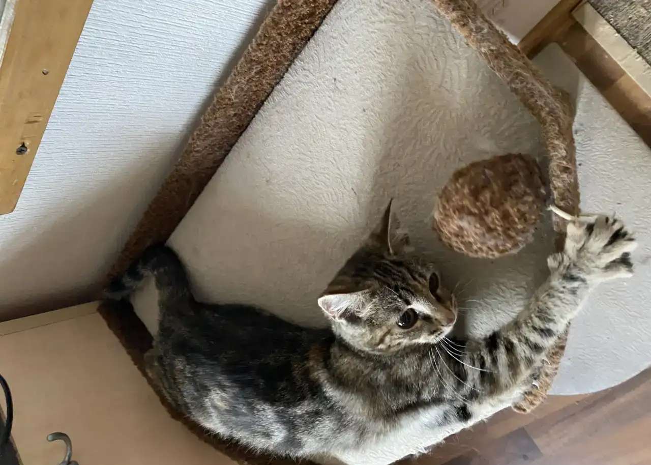 Кошка(девочка 3мес)