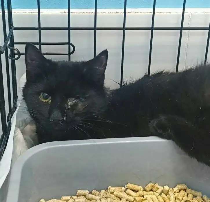 Котенок Джой в добрые руки