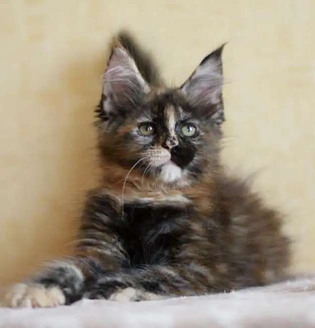 Яркая кошечка Харизма