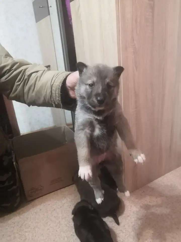 Щенки западно сибирской лайки