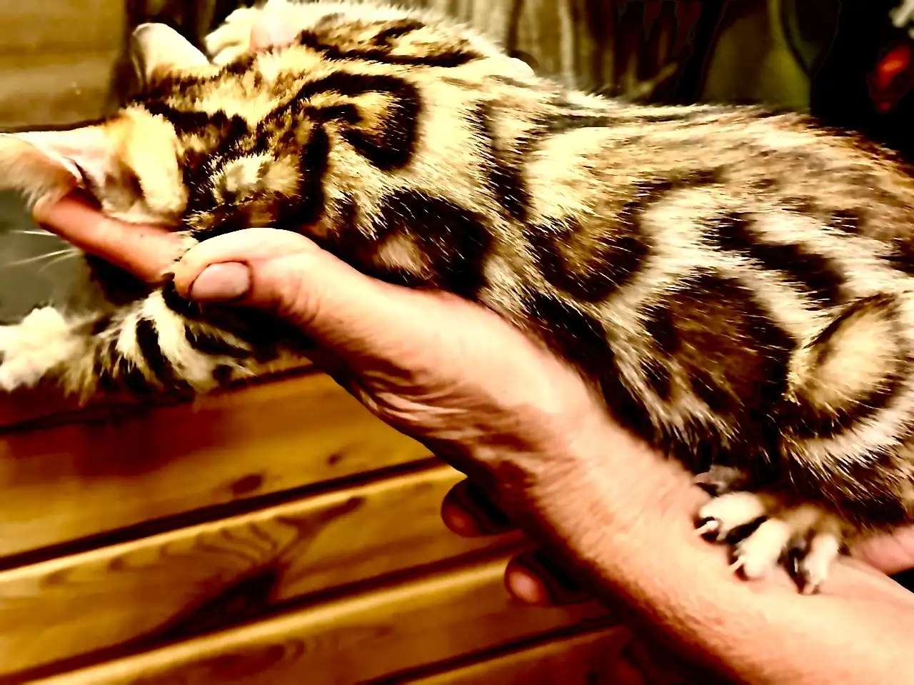 Бенгадьские котята