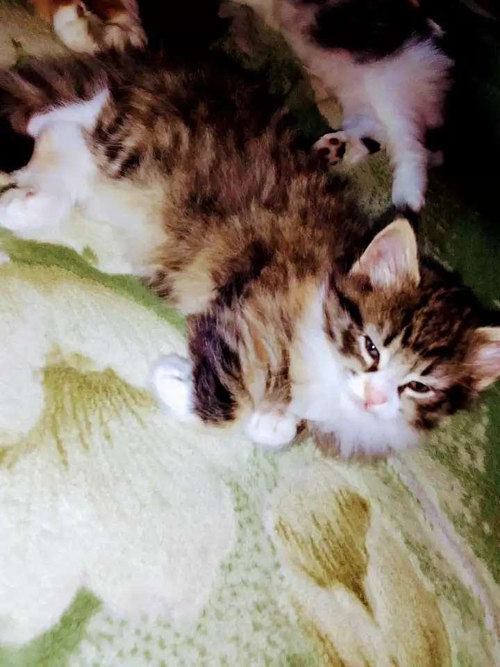 Продажа котят норвежской лесной кошки.