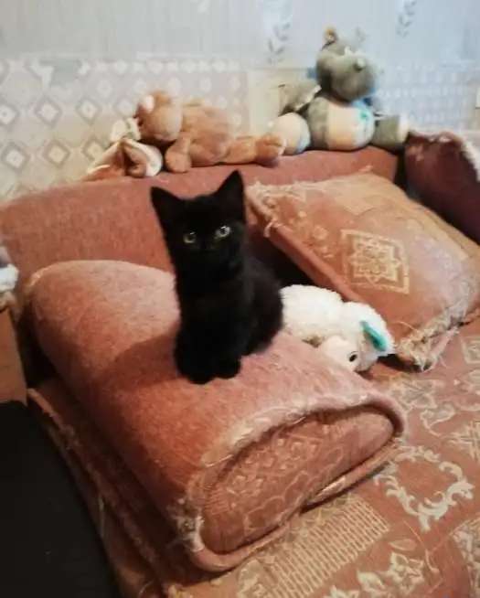 Котята ищут семью