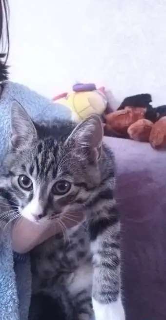 Отдам кота в добрые руки