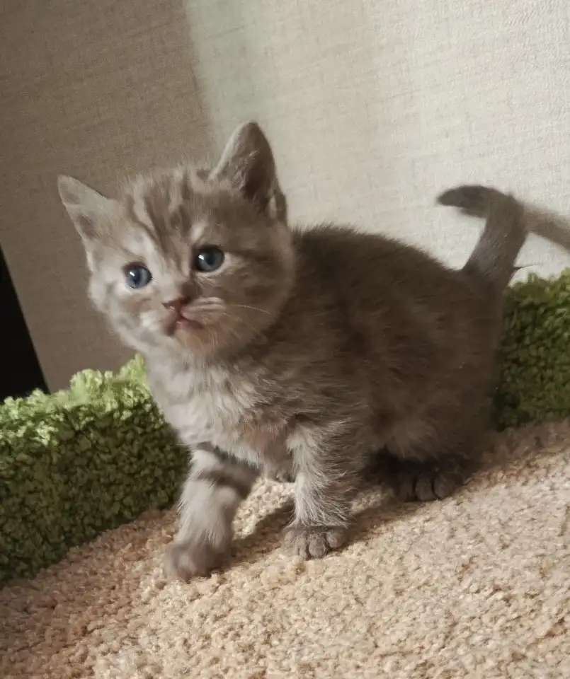 Британский котенок Дарик