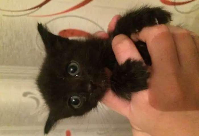 Отдам котят