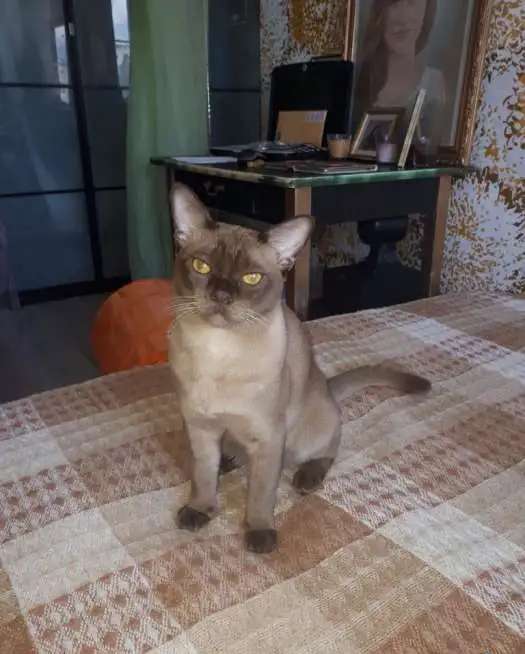 Бурманский кот. Вязка.
