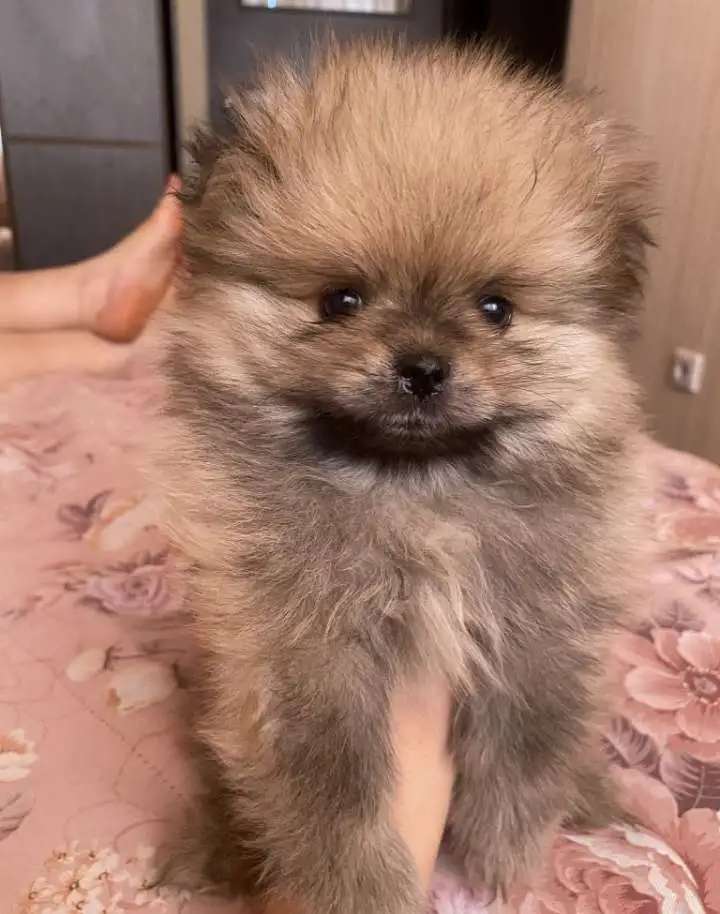 Померанский шпиц