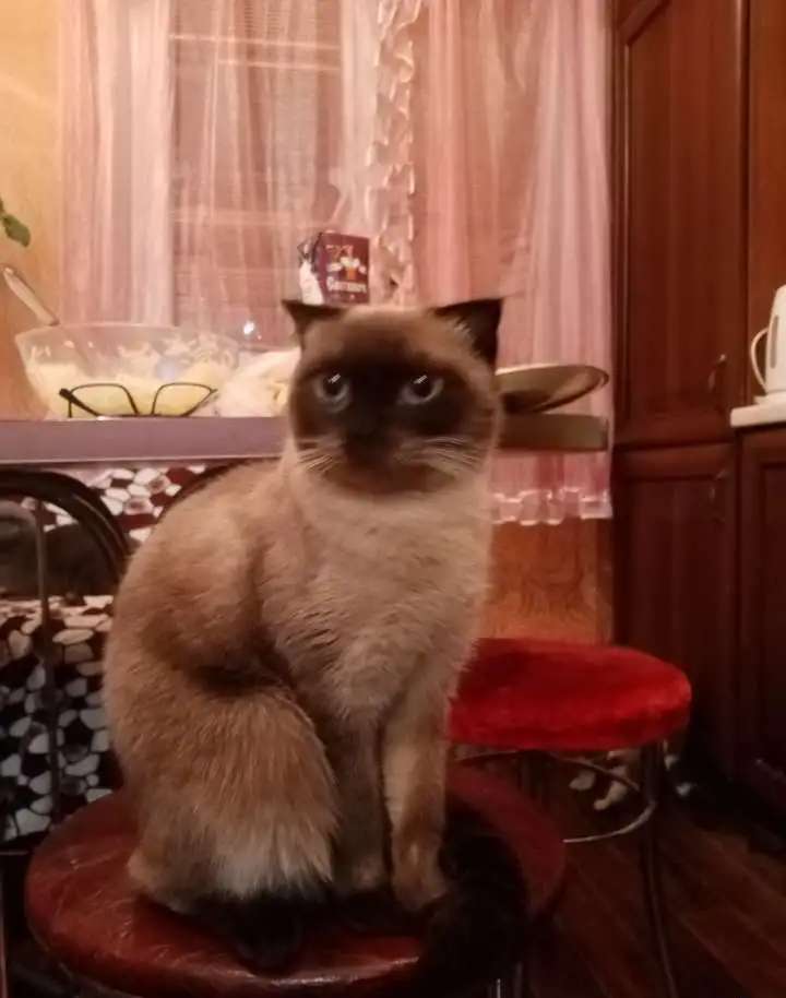 Продам котят