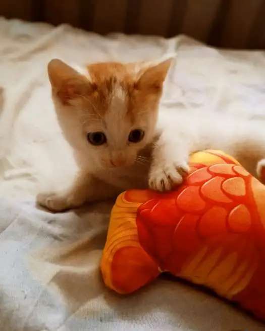 Отдам котят(3 мальчика)