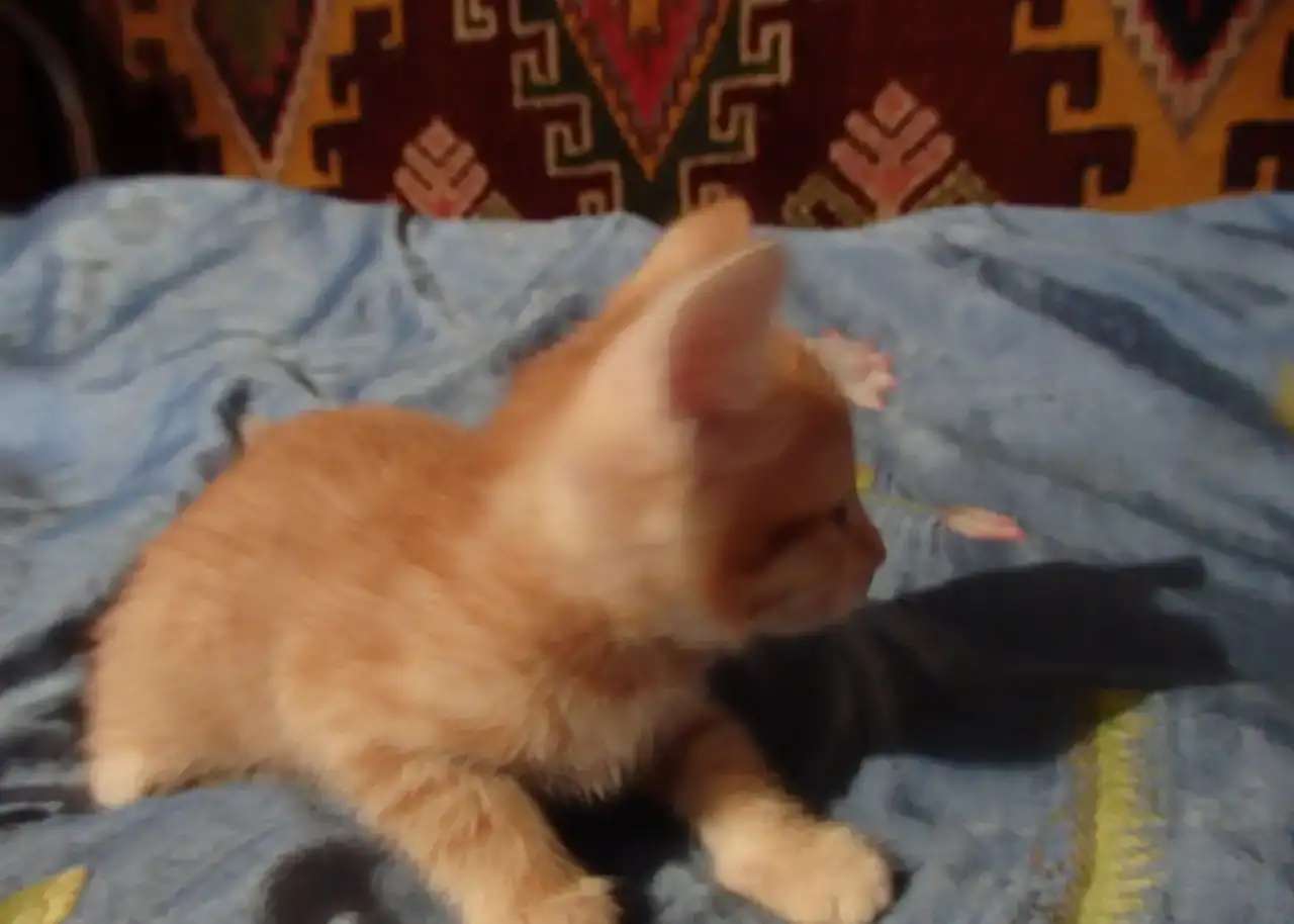 Отдам котят